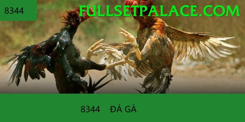 Đá Gà Trực Tiếp - fc88